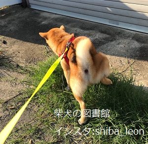 犬の散歩で歩かない時のしつけ方法は 散歩はいつから始めたらいいの 散歩は必要 柴犬の図書館