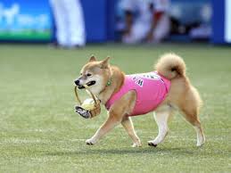 柴犬ニュース ベースボール犬のわさびちゃんが今年で引退 柴犬の図書館