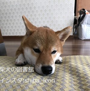 犬のしつけ しつけの中で絶対にやってはいけないこと まとめ 柴犬の図書館 柴犬の図書館