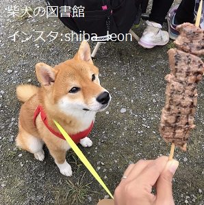 ボディランゲージ一覧表 種類や違いを知ろう 犬の行動 仕草 柴犬の図書館 柴犬の図書館