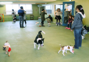 愛知県名古屋市にあるスタジオドッグランの住所や駐車場など 概要の紹介 愛知県 室内ドッグラン カフェ 柴犬の図書館 柴犬の図書館