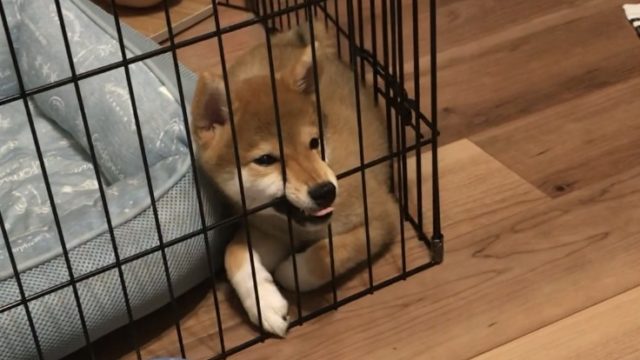 豆知識 情報 柴犬の図書館 豆知識 情報 柴犬の図書館