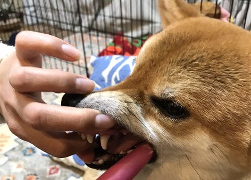 しつけ 柴犬の図書館