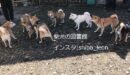 滋賀県の柴犬専用ドッグラン・tarosakuへ行った感想、レビュー記事（体験記）！